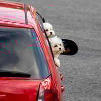 car sharing